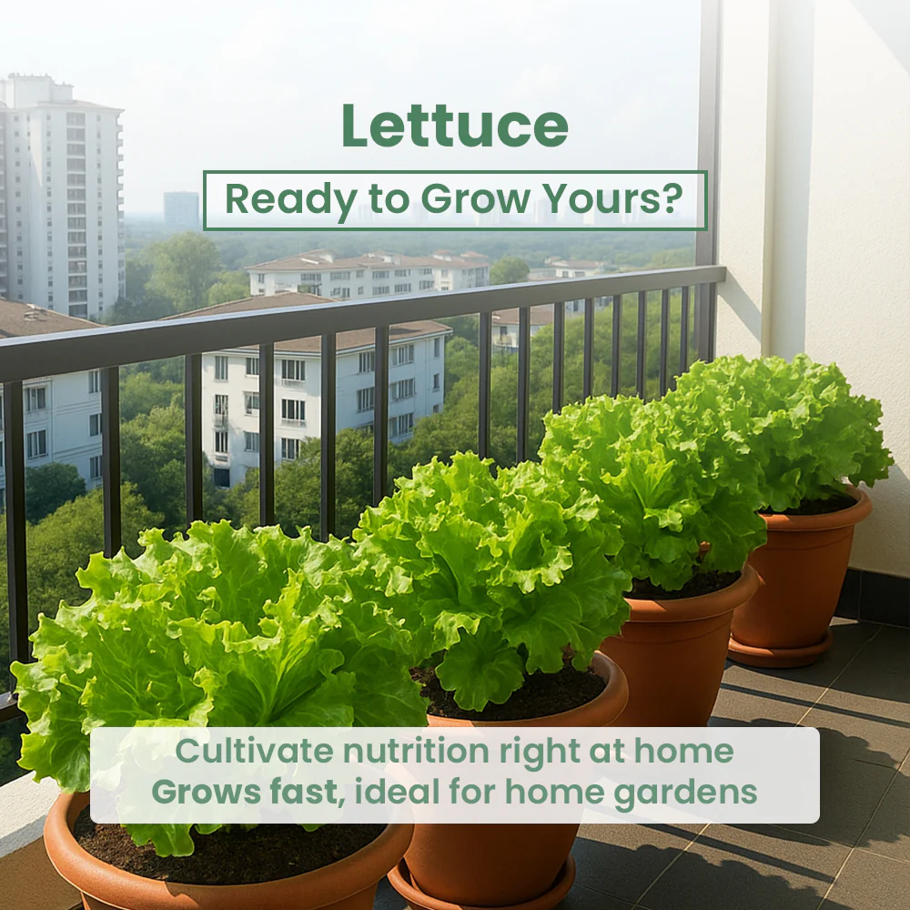 GIY - Lettuce(Salad Patta) Seeds - Image 5