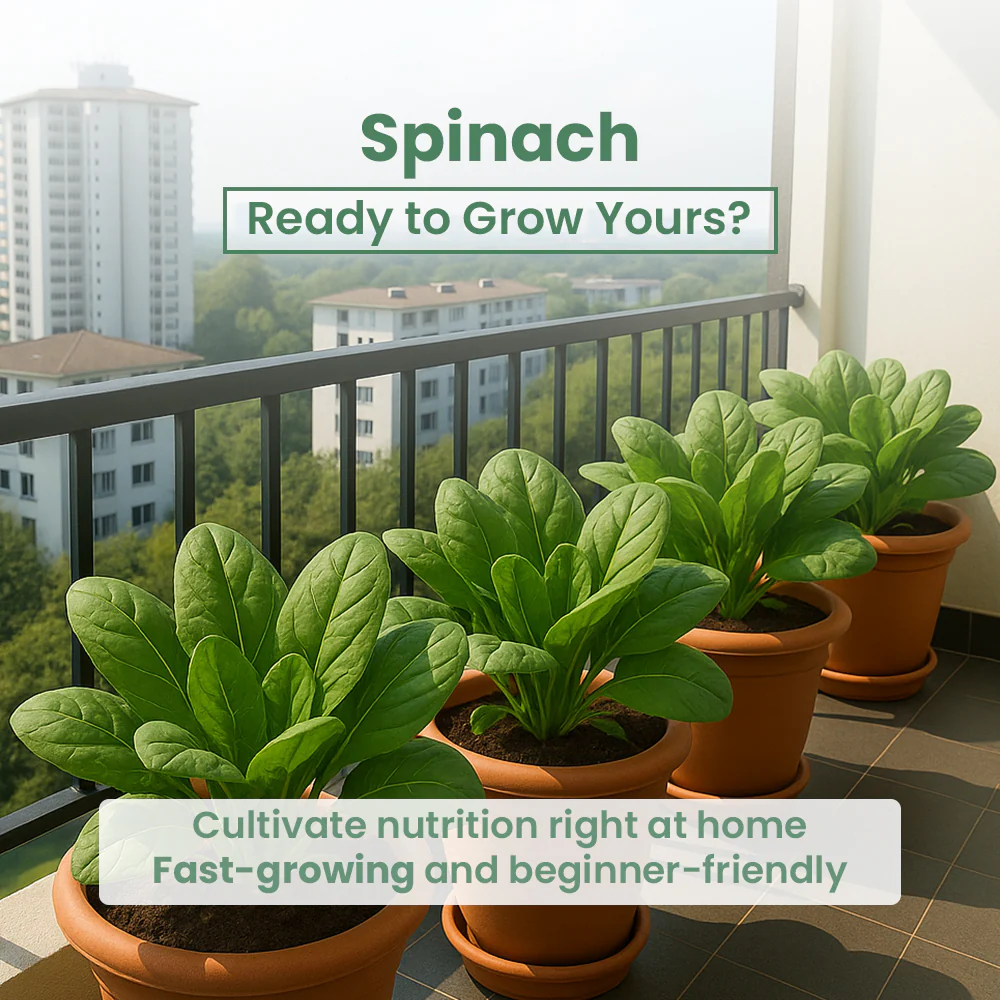 GIY - Spinach(Palak) Seeds - Image 5