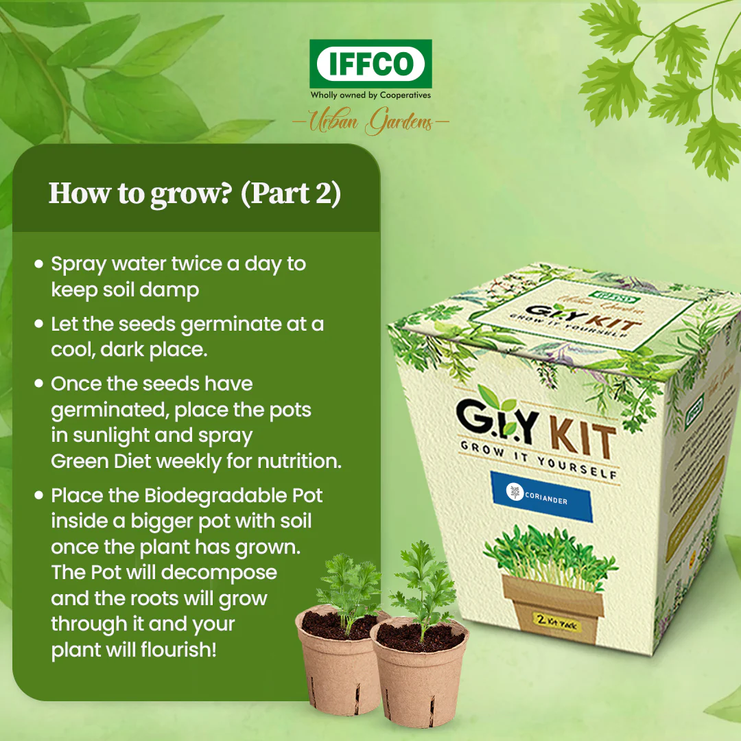 Grow It Yourself (GIY) Kit - BASIL (2 Pot Pack) - Image 5